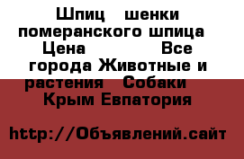 Шпиц - шенки померанского шпица › Цена ­ 20 000 - Все города Животные и растения » Собаки   . Крым,Евпатория